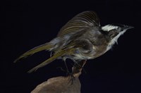 藏品(白頭翁)的圖片